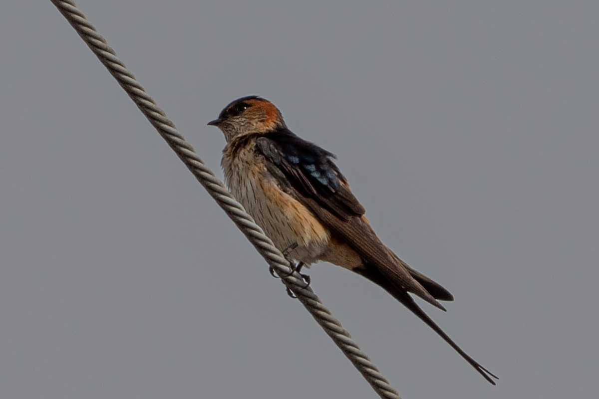 Red-rumped Swallow (Red-rumped) - John Gapski