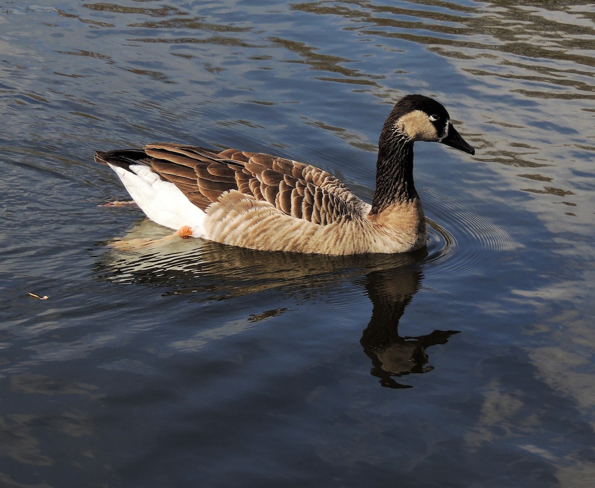 Domestic goose sp. x Canada Goose (hybrid) - ML618618095