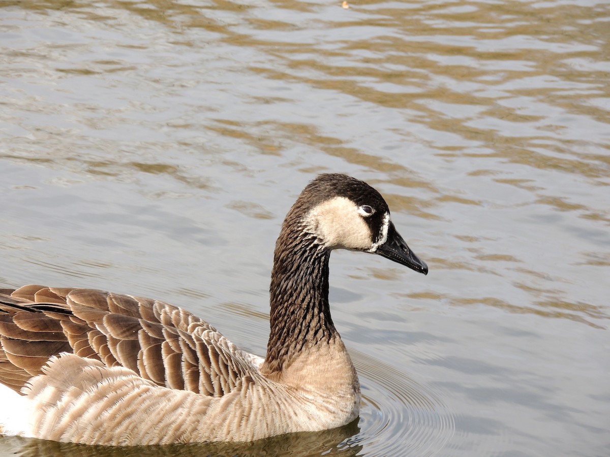 Domestic goose sp. x Canada Goose (hybrid) - ML618618099