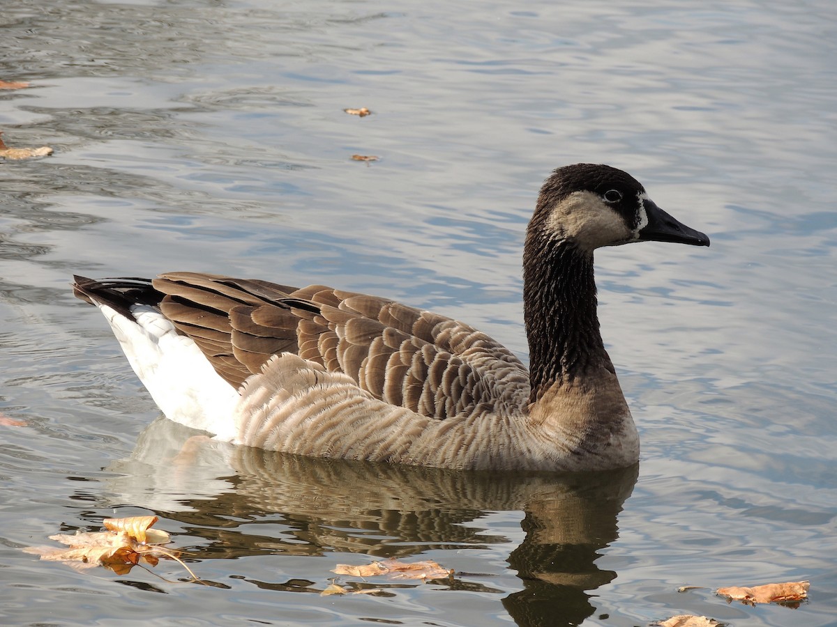 Domestic goose sp. x Canada Goose (hybrid) - ML618618102