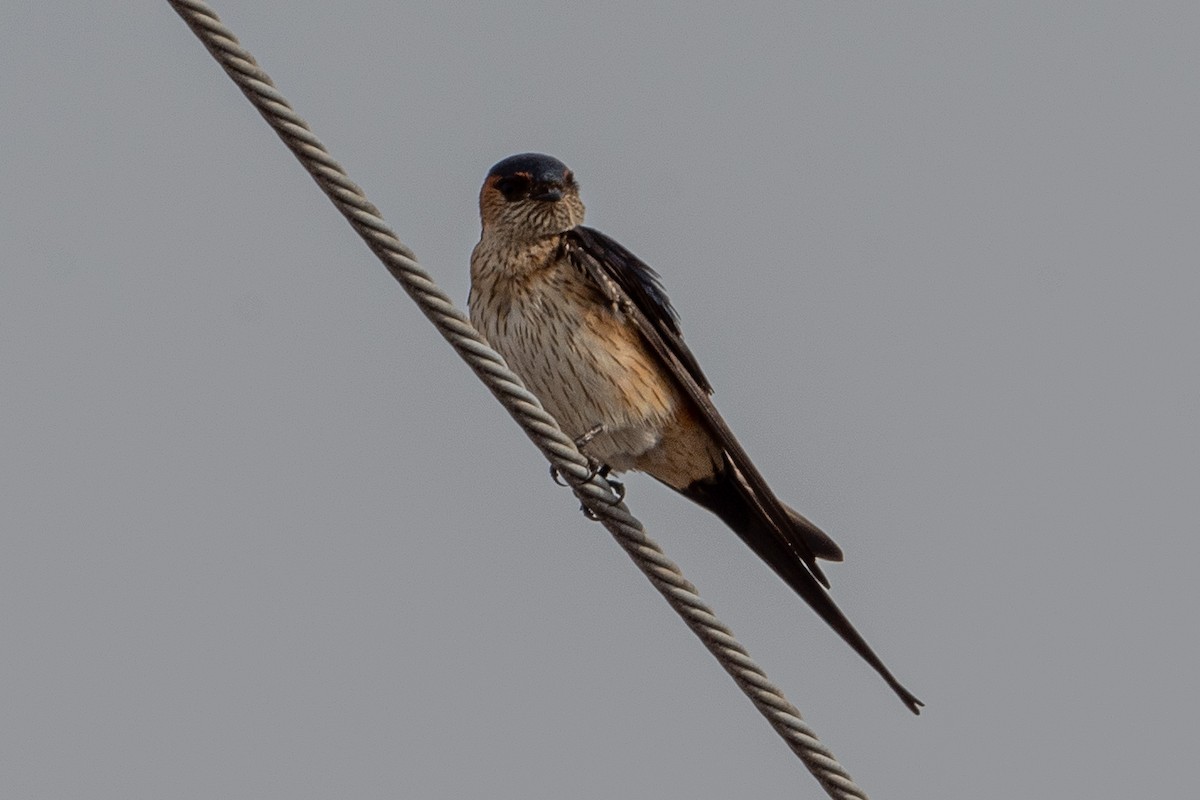 Red-rumped Swallow (Red-rumped) - ML618618103