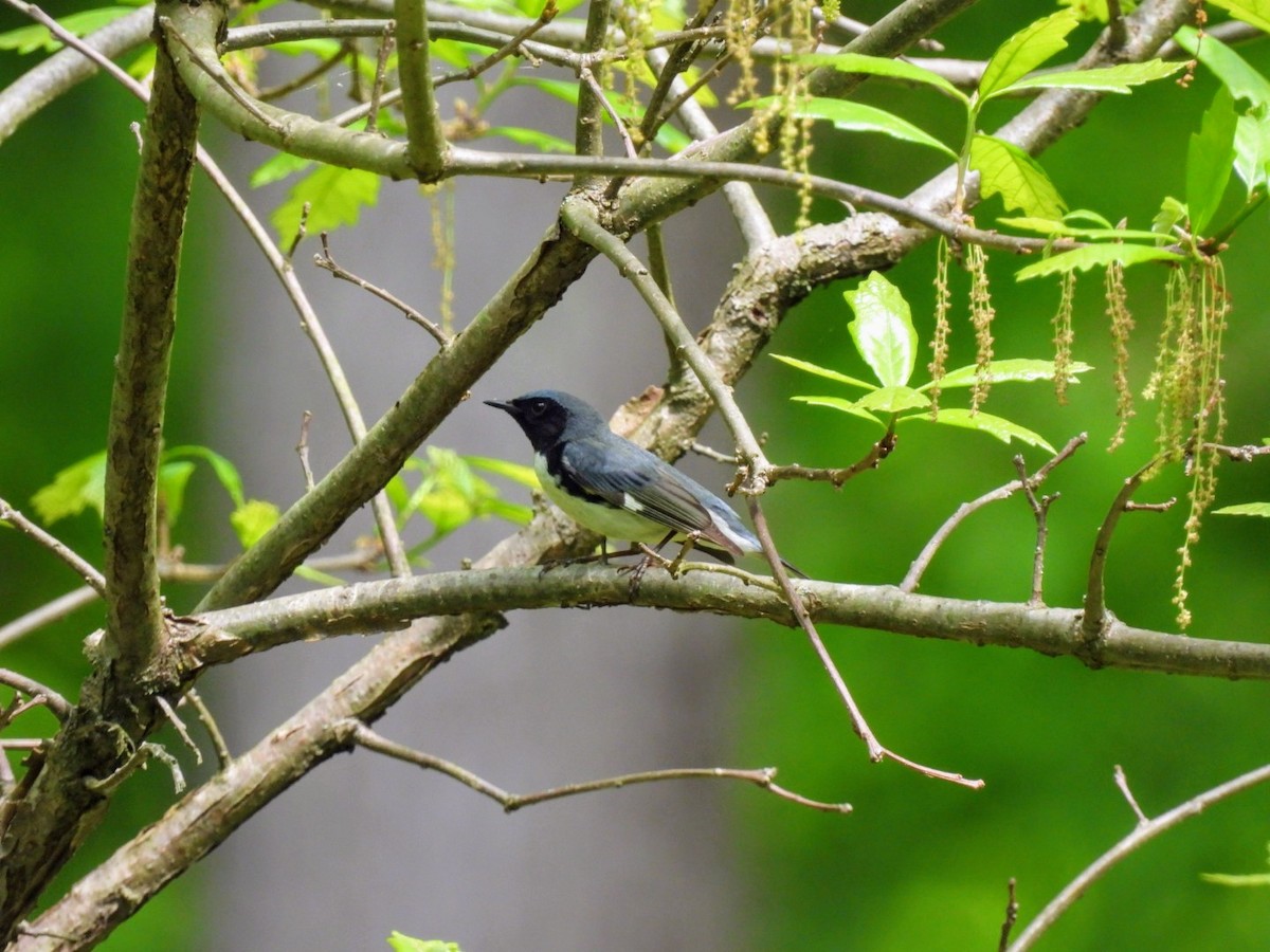 Black-throated Blue Warbler - ML618618109