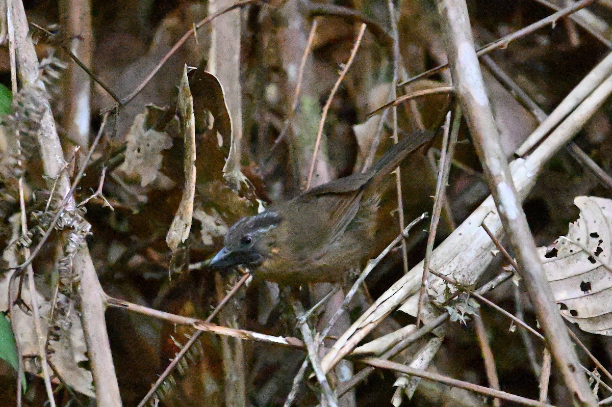Gray-throated Babbler - ML618618144