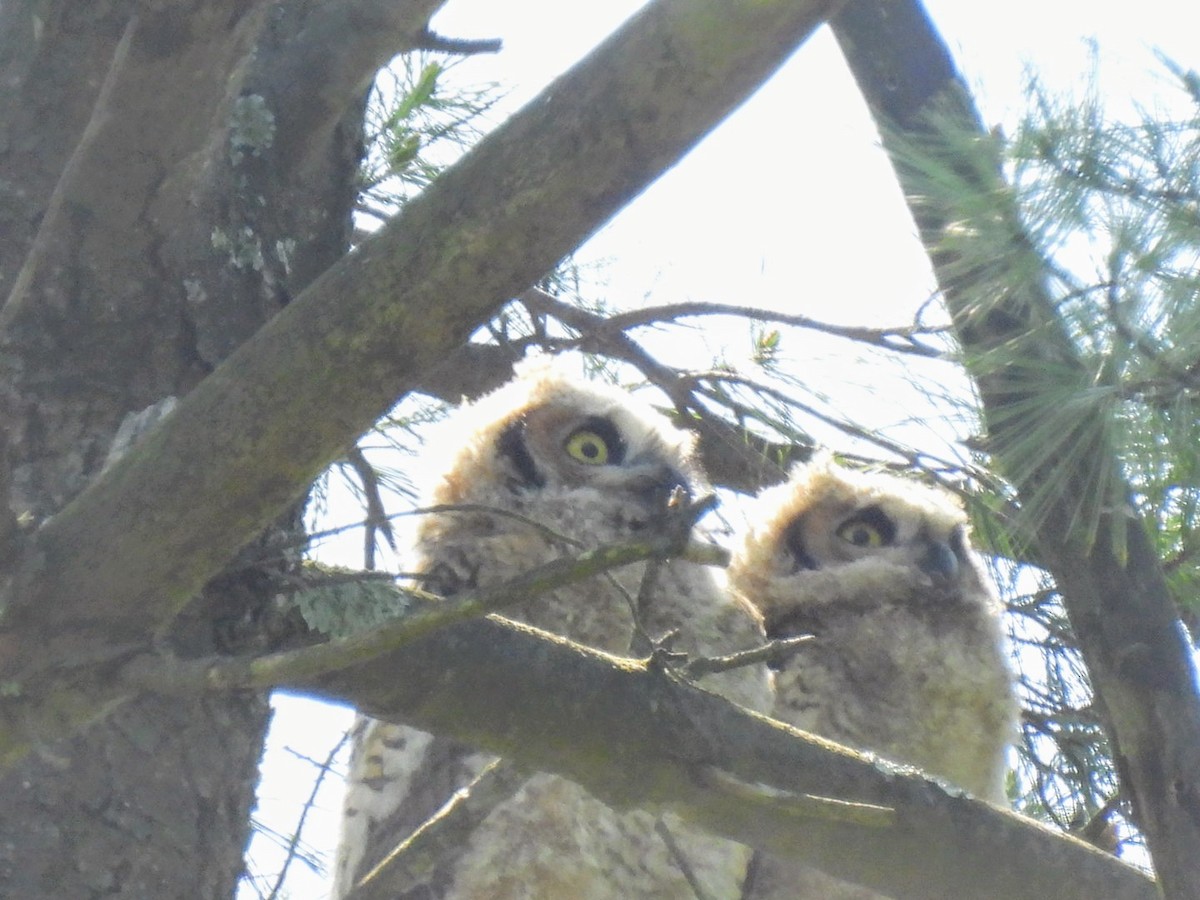 Great Horned Owl - ML618618152
