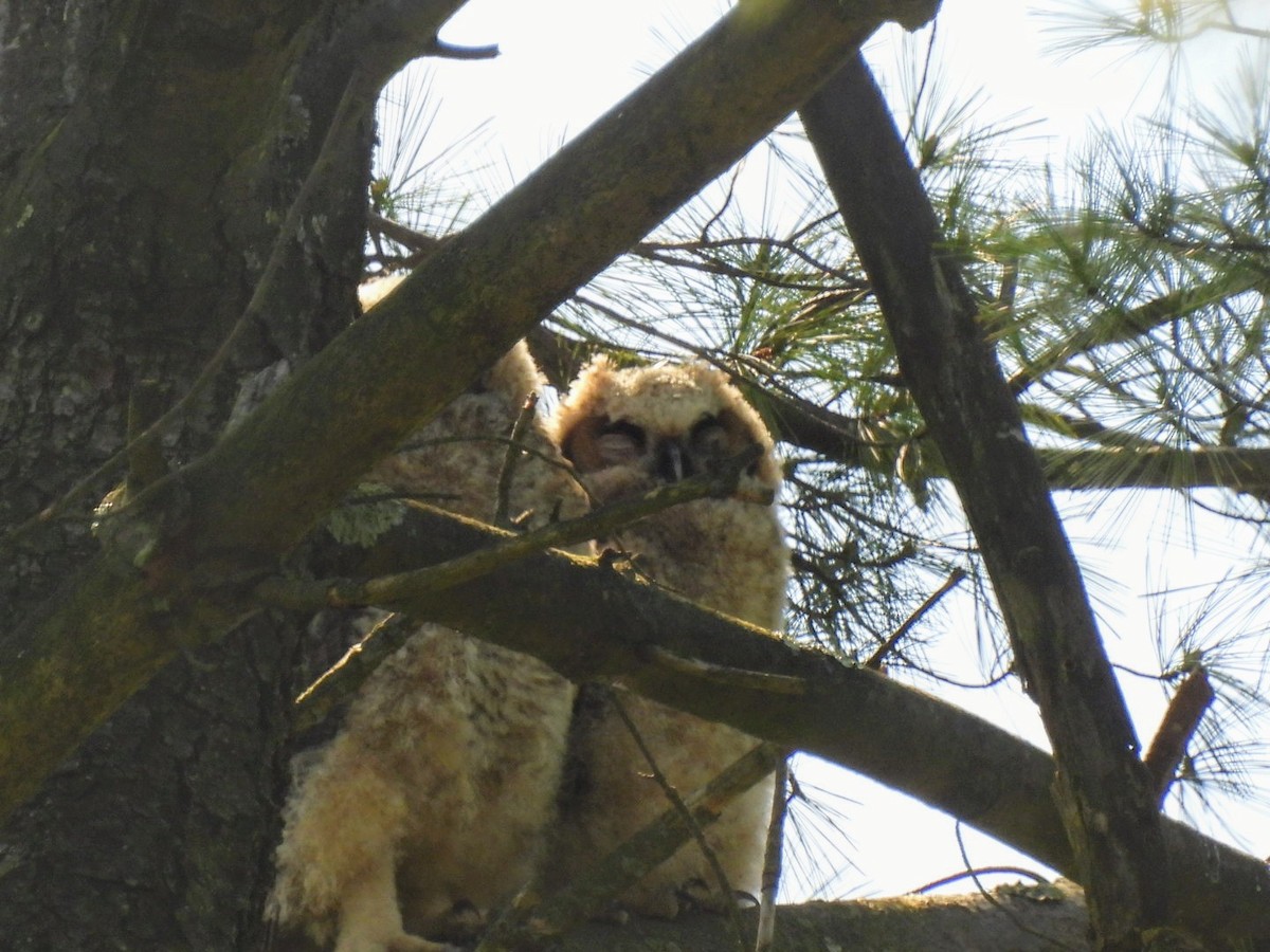 Great Horned Owl - ML618618153