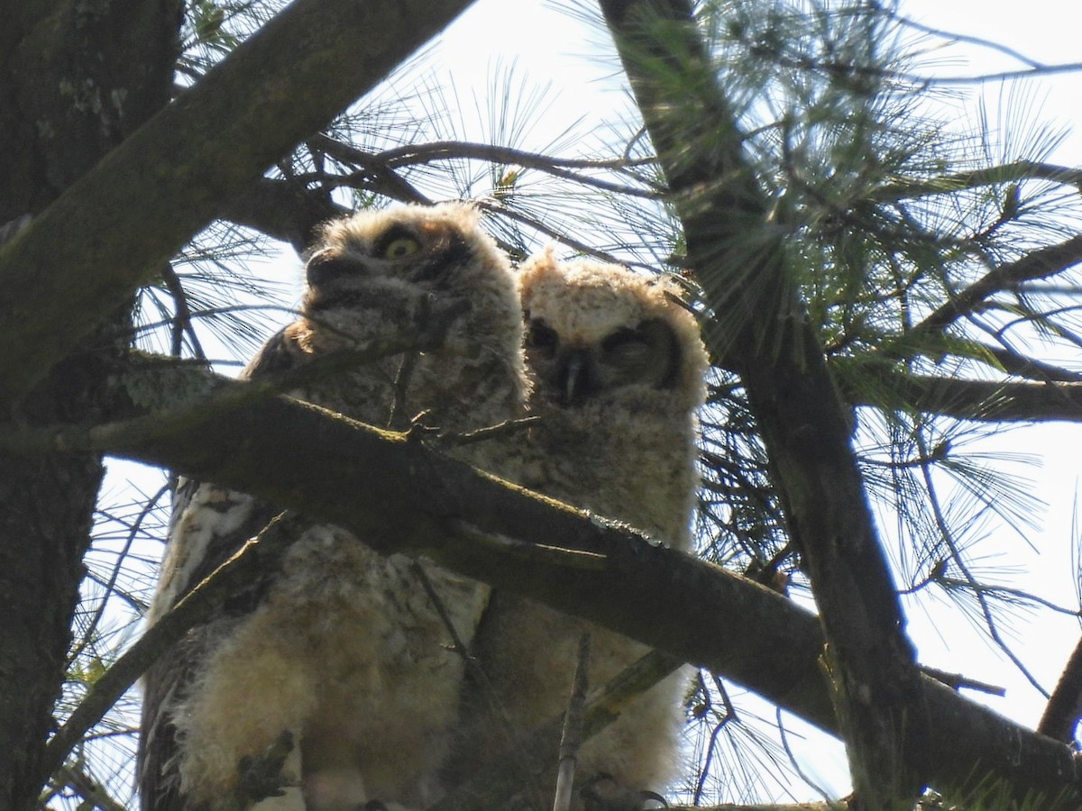 Great Horned Owl - ML618618154