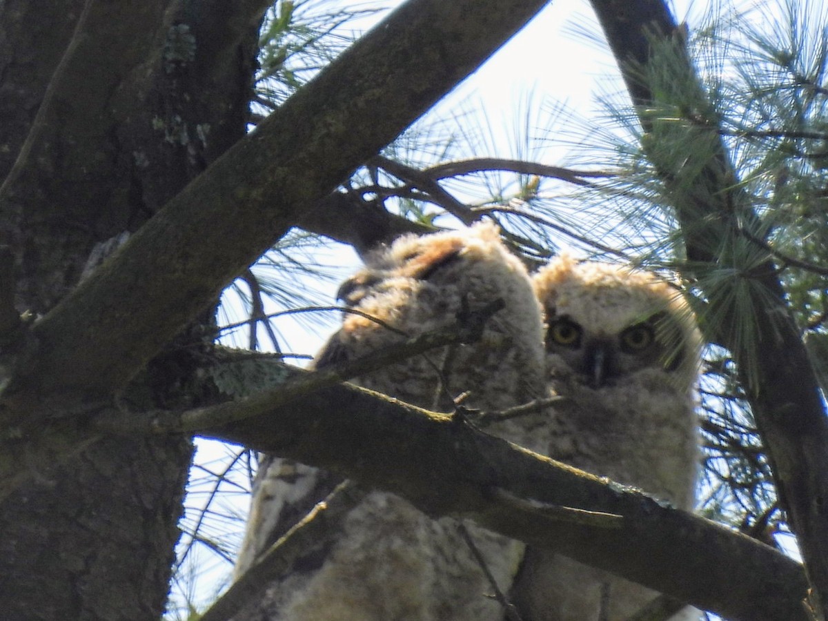 Great Horned Owl - ML618618155