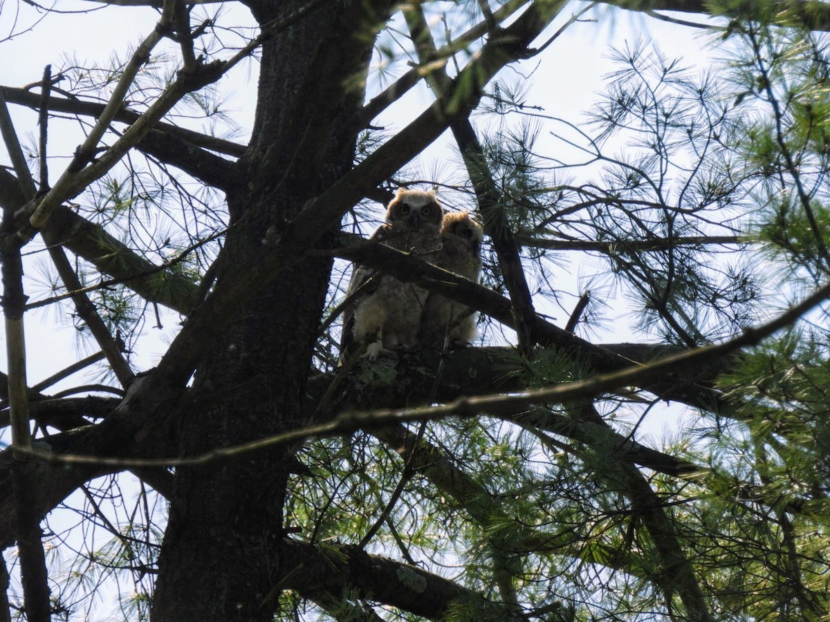 Great Horned Owl - ML618618156