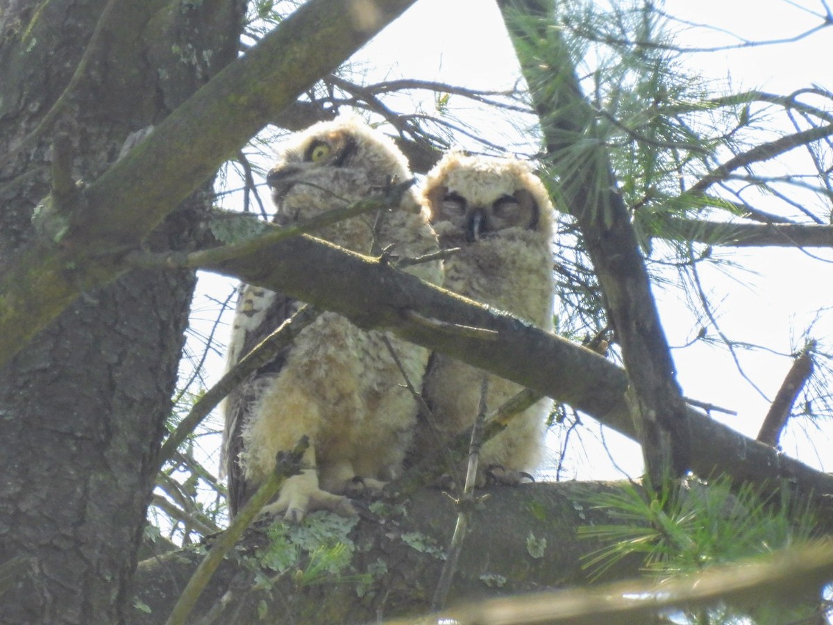 Great Horned Owl - ML618618157