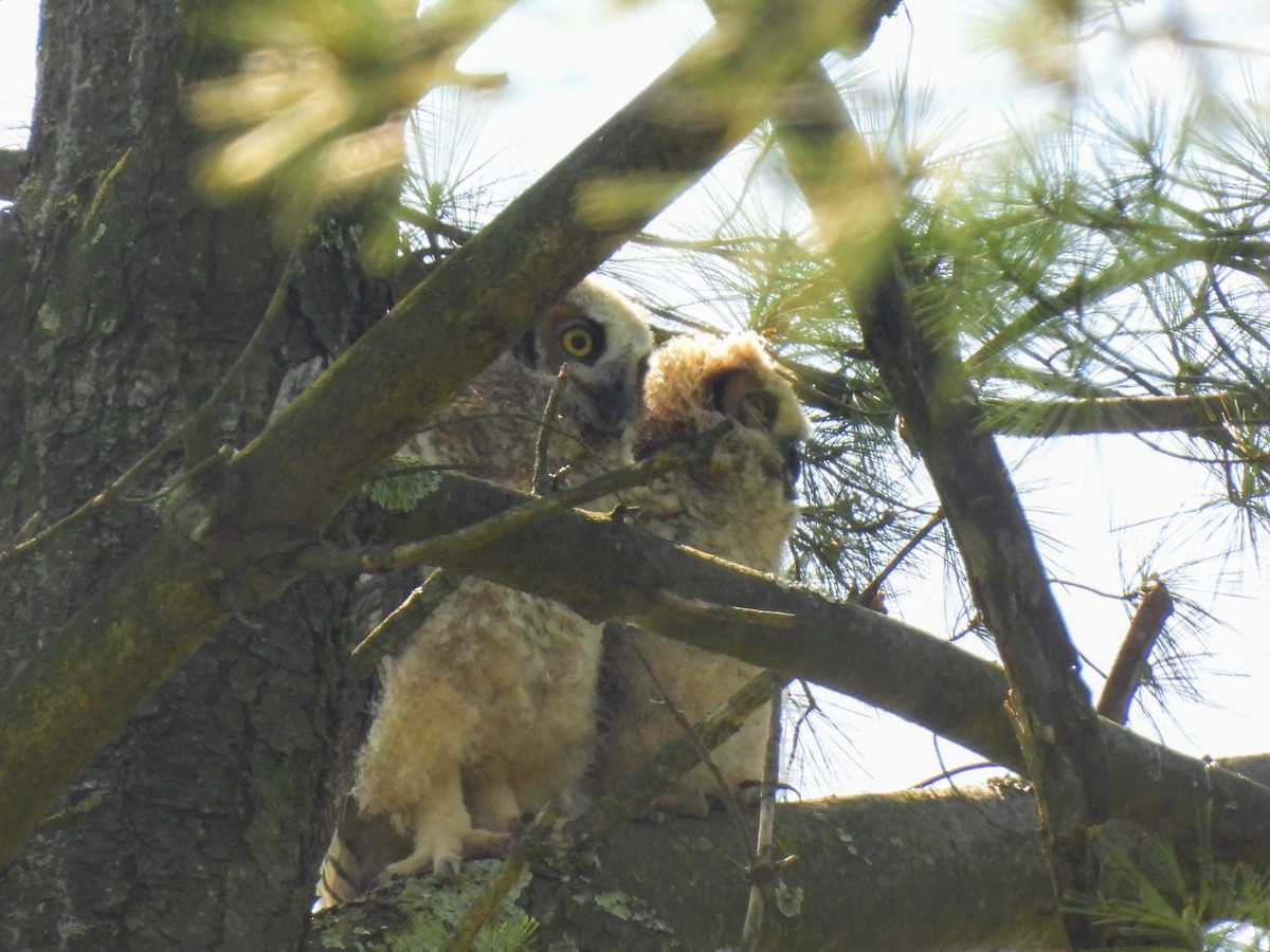 Great Horned Owl - ML618618158