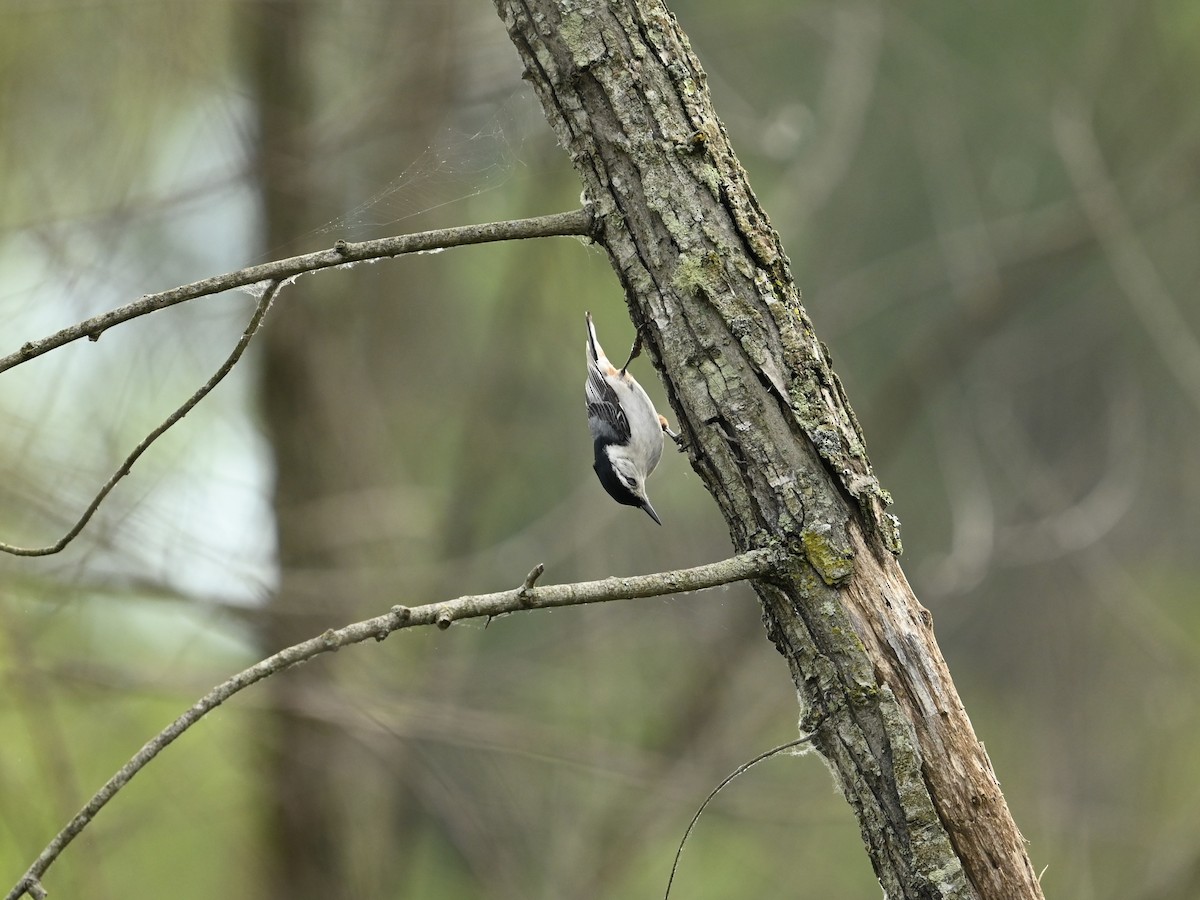 White-breasted Nuthatch - ML618618168