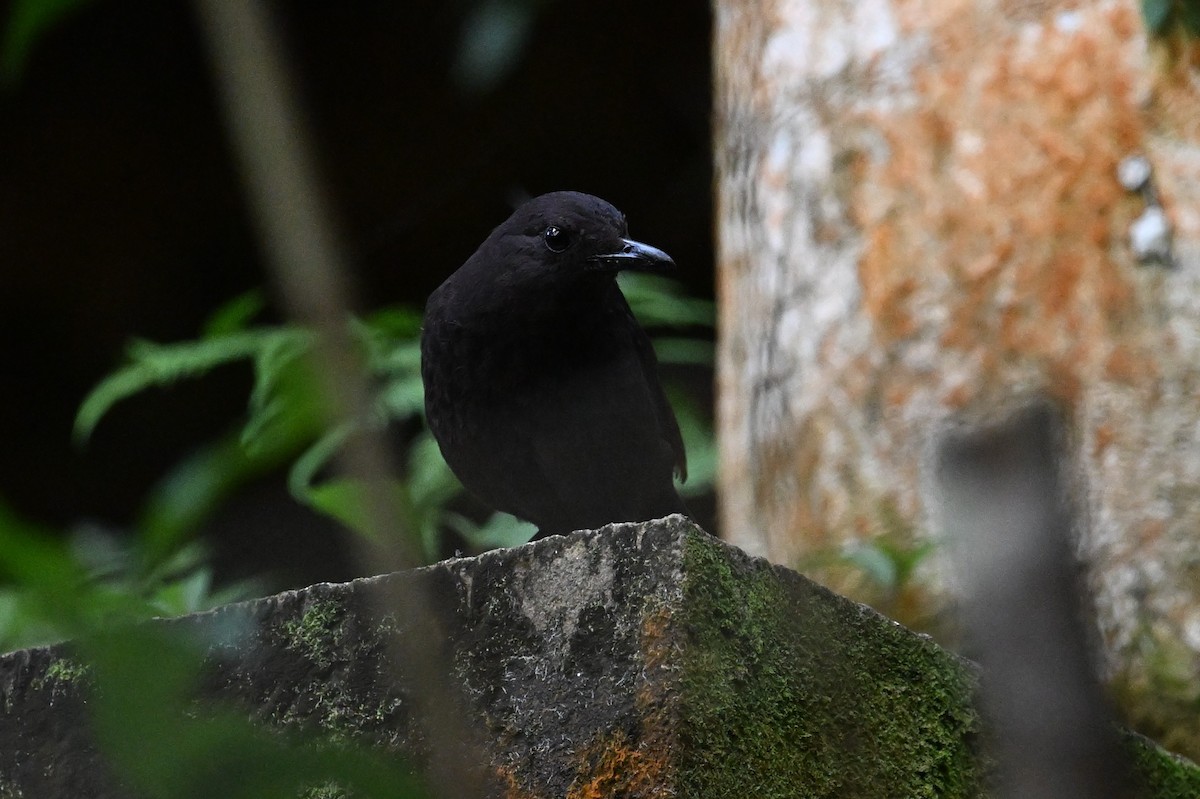 Борнейская синяя птица - ML618618183
