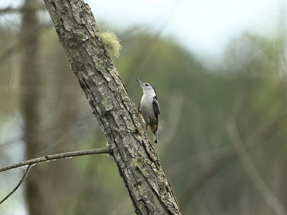 White-breasted Nuthatch - ML618618188