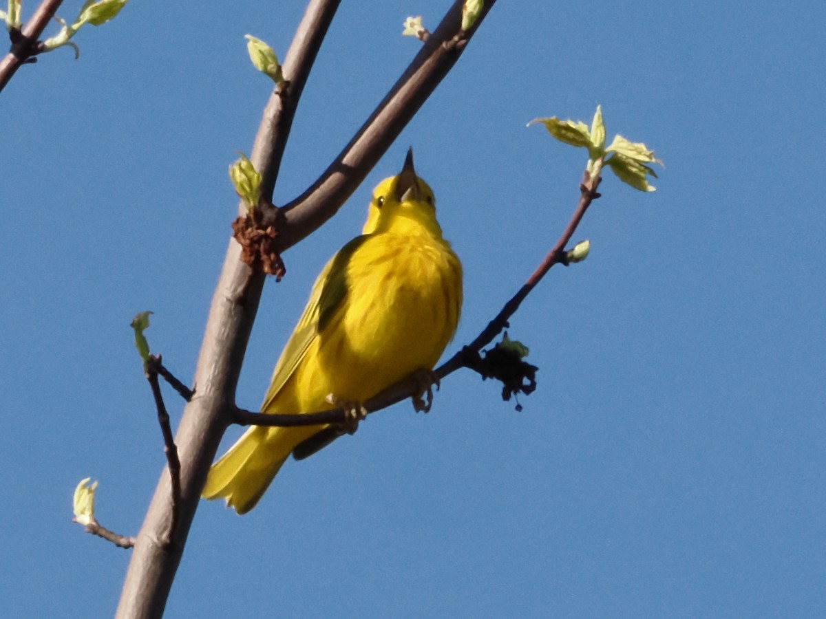 Yellow Warbler - ML618618219
