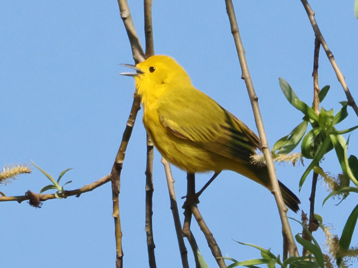 Yellow Warbler - ML618618245