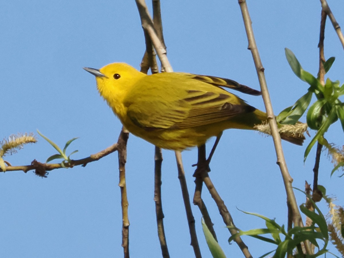 Yellow Warbler - ML618618246