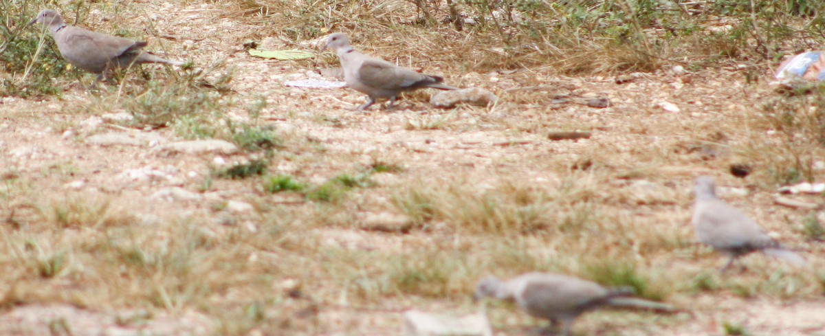 Eurasian Collared-Dove - ML618618249