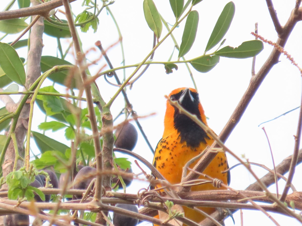 Spot-breasted Oriole - ML618618267