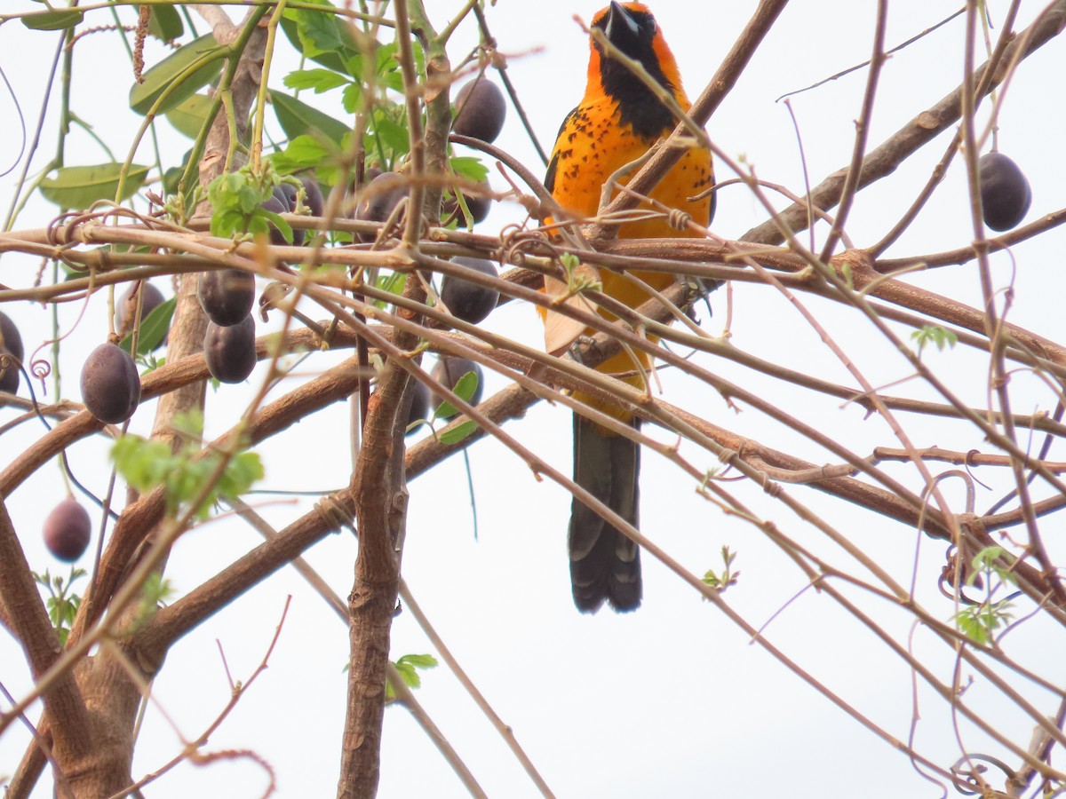 Spot-breasted Oriole - ML618618268