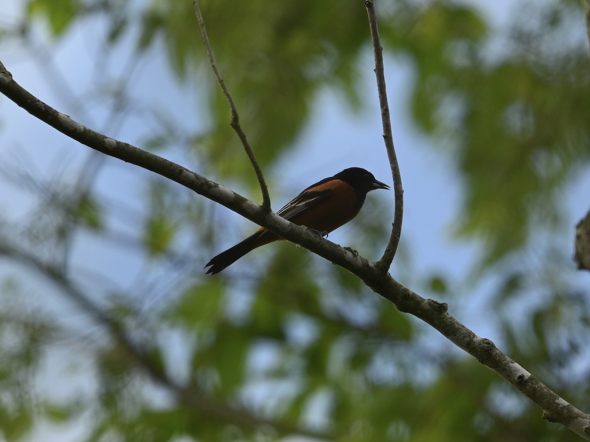 Orchard Oriole - ML618618272