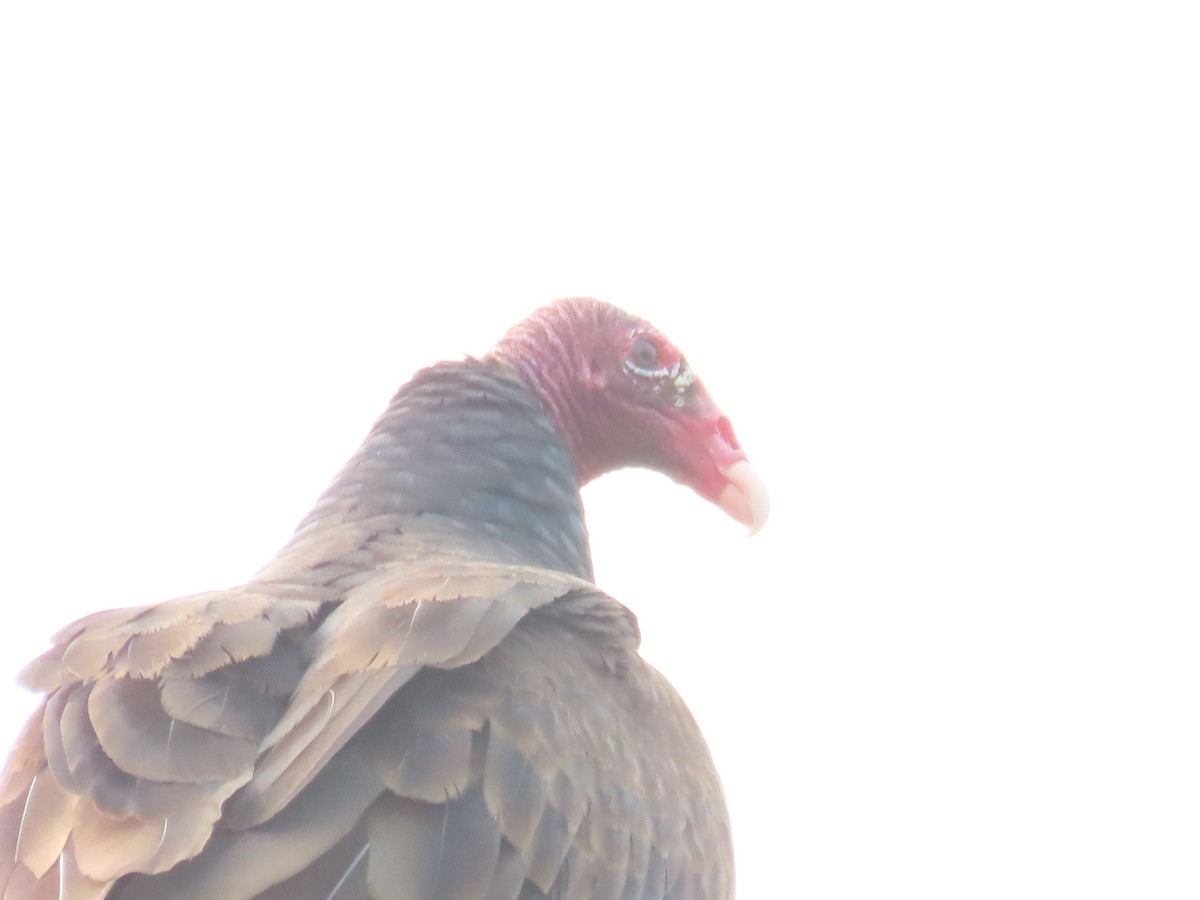 Turkey Vulture - ML618618290
