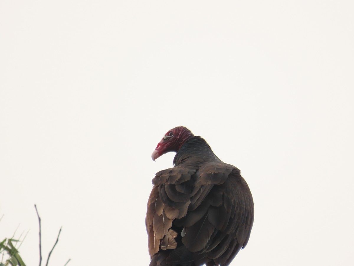 Turkey Vulture - ML618618291