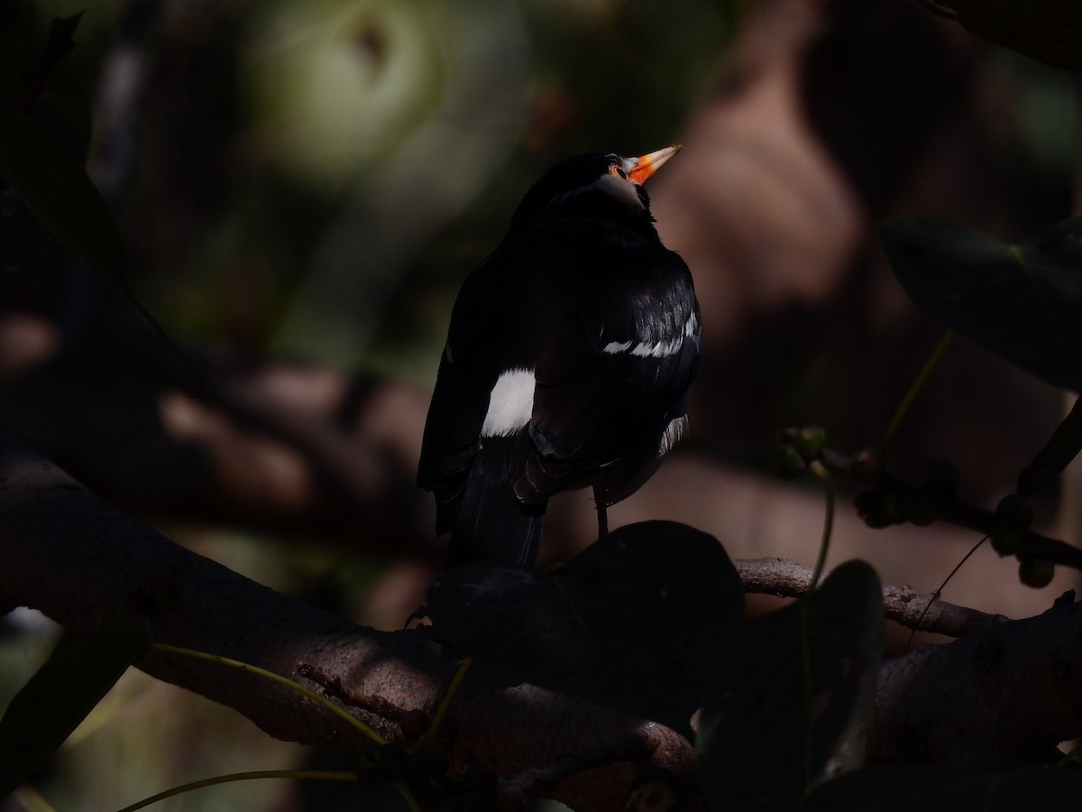 Indian Pied Starling - ML618618319