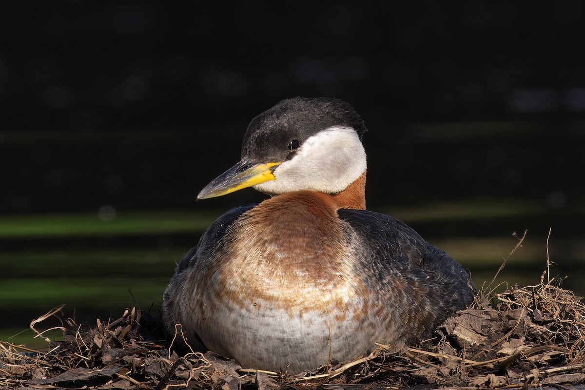 Red-necked Grebe - ML618618331