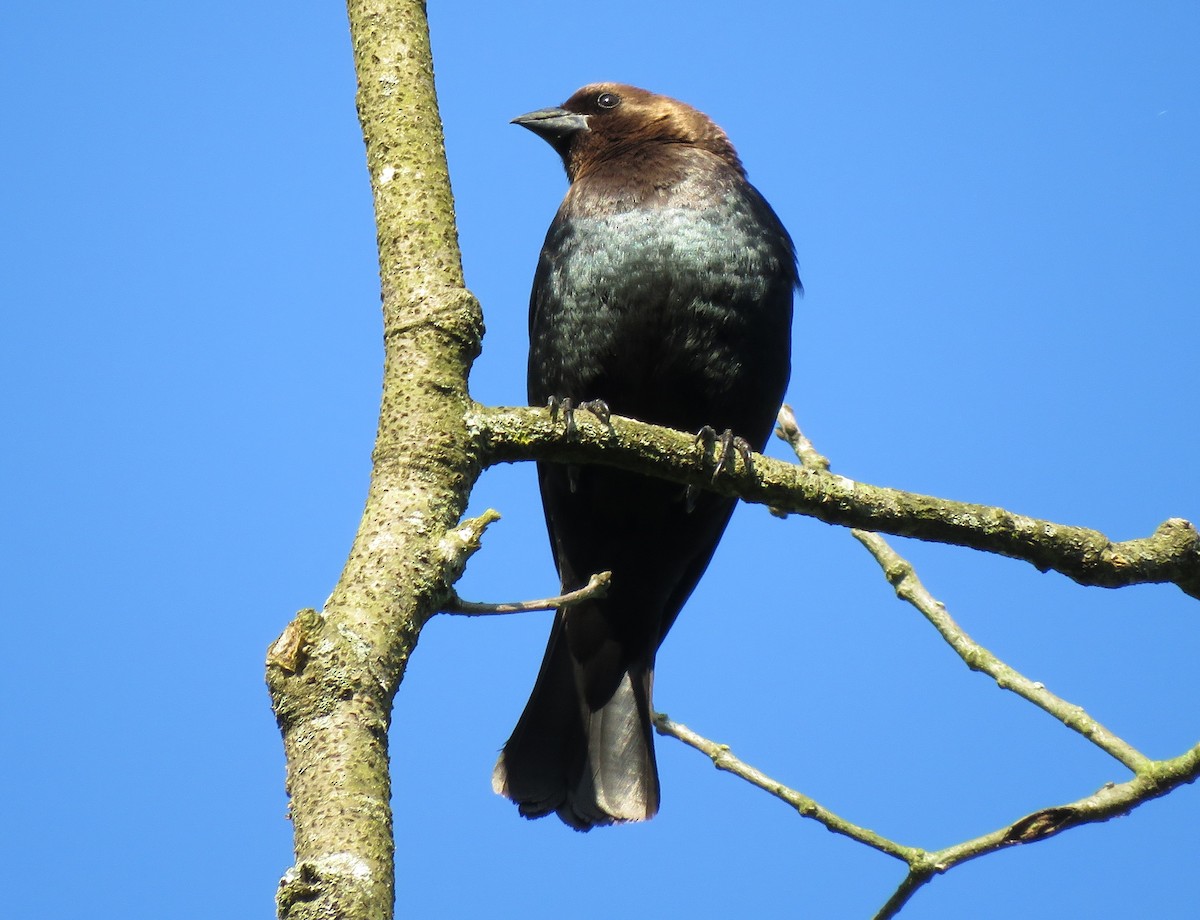 Brown-headed Cowbird - ML618618358