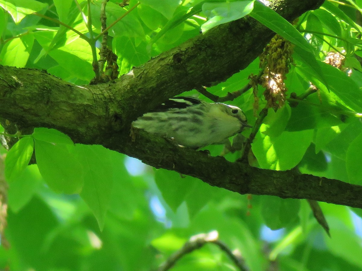 Black-and-white Warbler - ML618618366