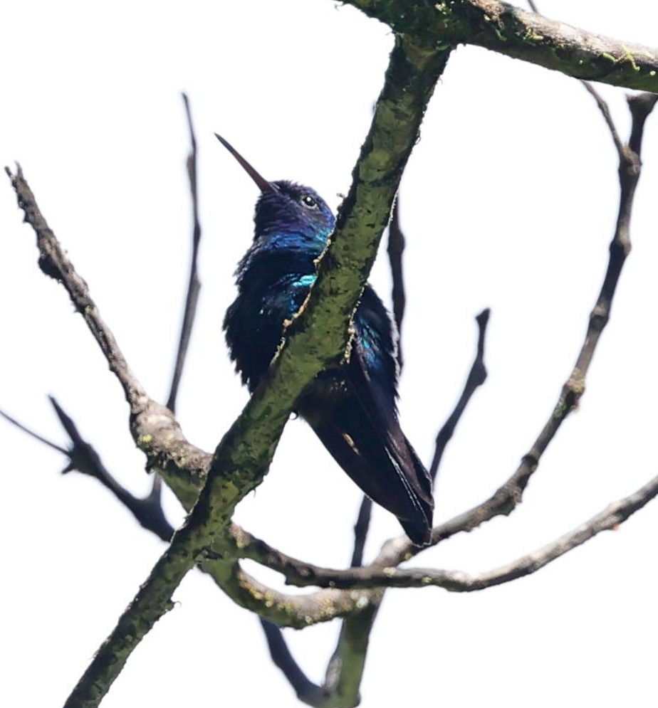 Blue-headed Hummingbird - ML618618406