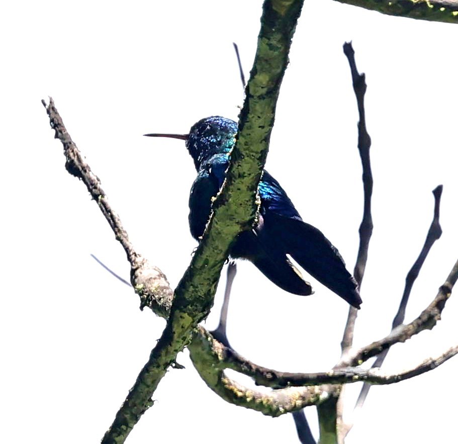Blue-headed Hummingbird - ML618618407