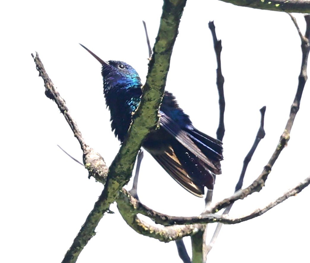 Blue-headed Hummingbird - ML618618408