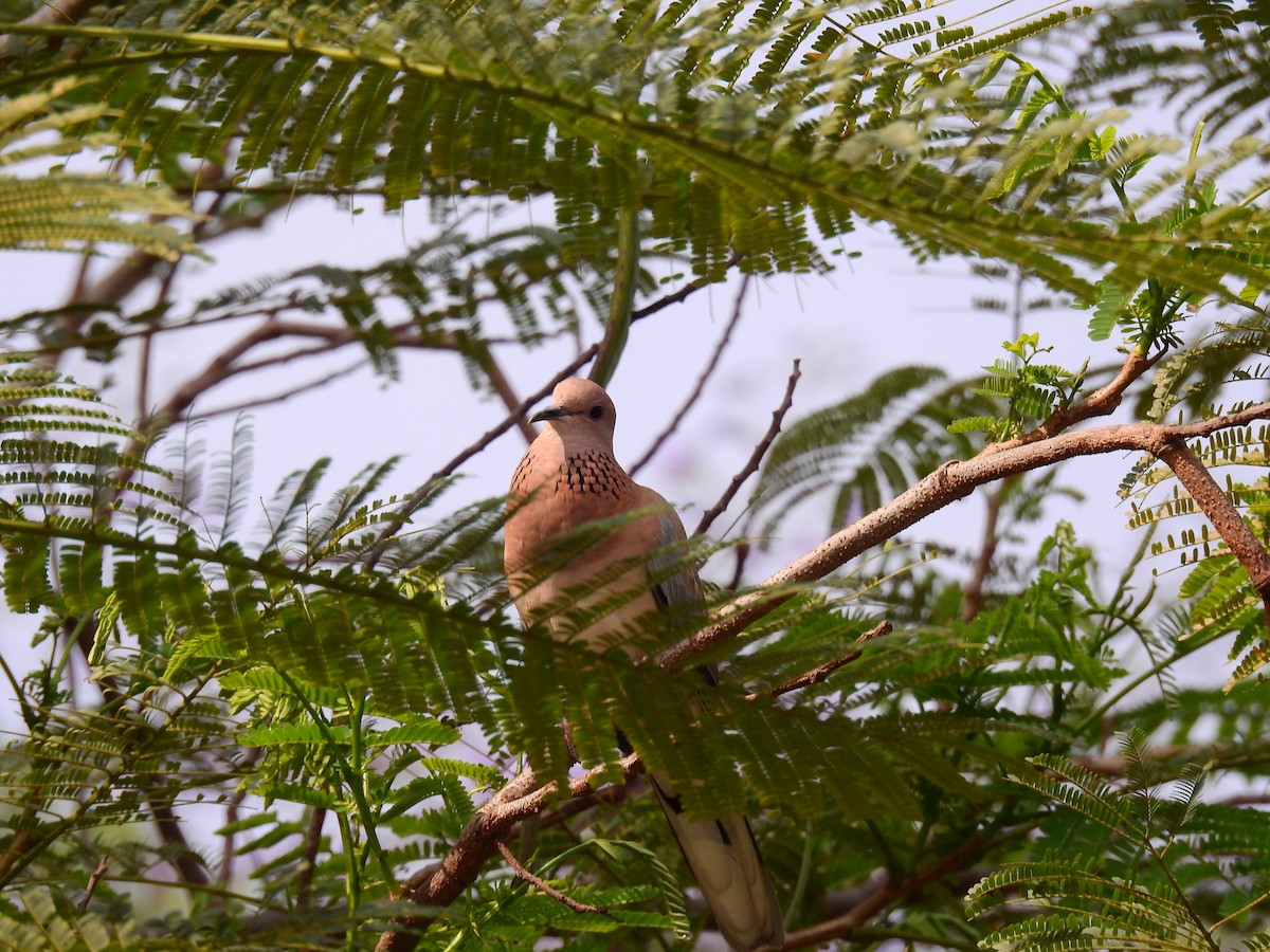 Laughing Dove - ML618618409