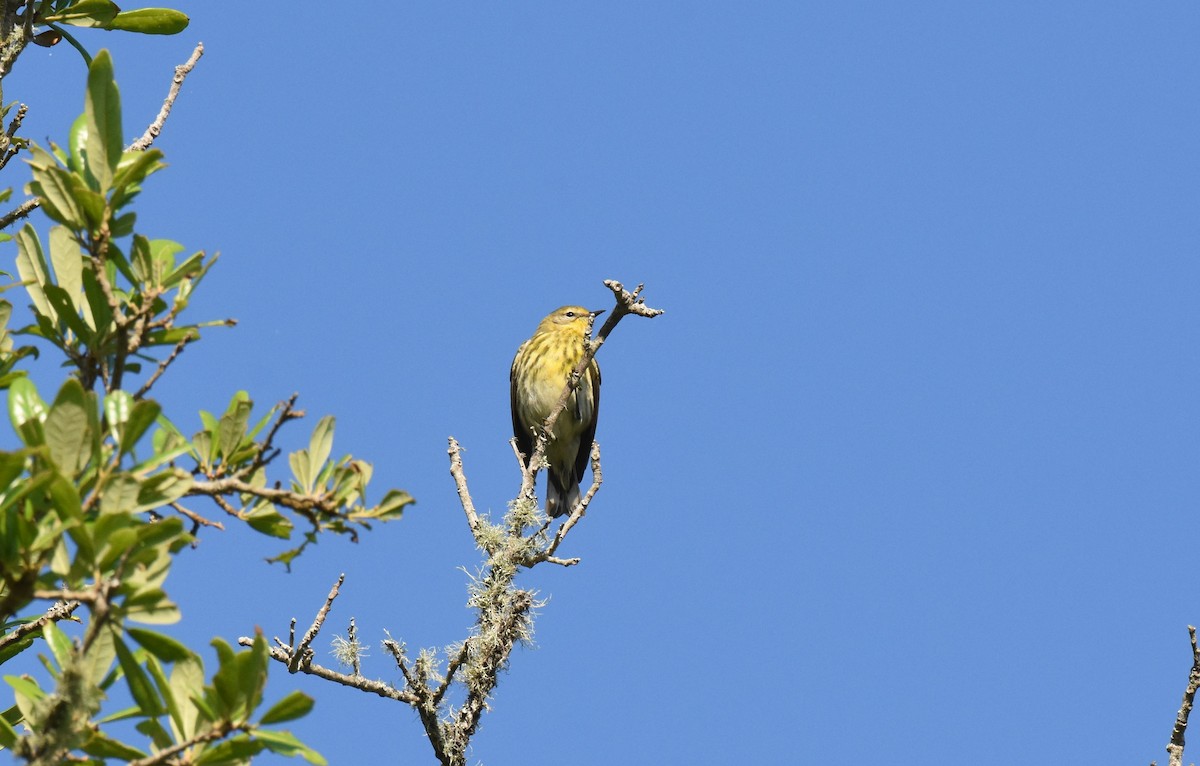 Cape May Warbler - ML618618436