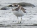 Semipalmated Plover - ML618618563
