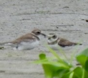 Semipalmated Plover - ML618618564