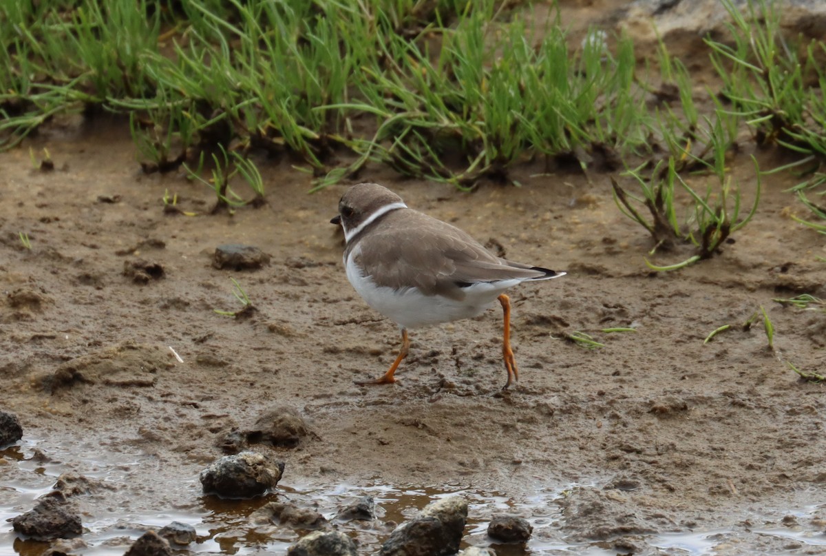 Semipalmated Plover - ML618618574