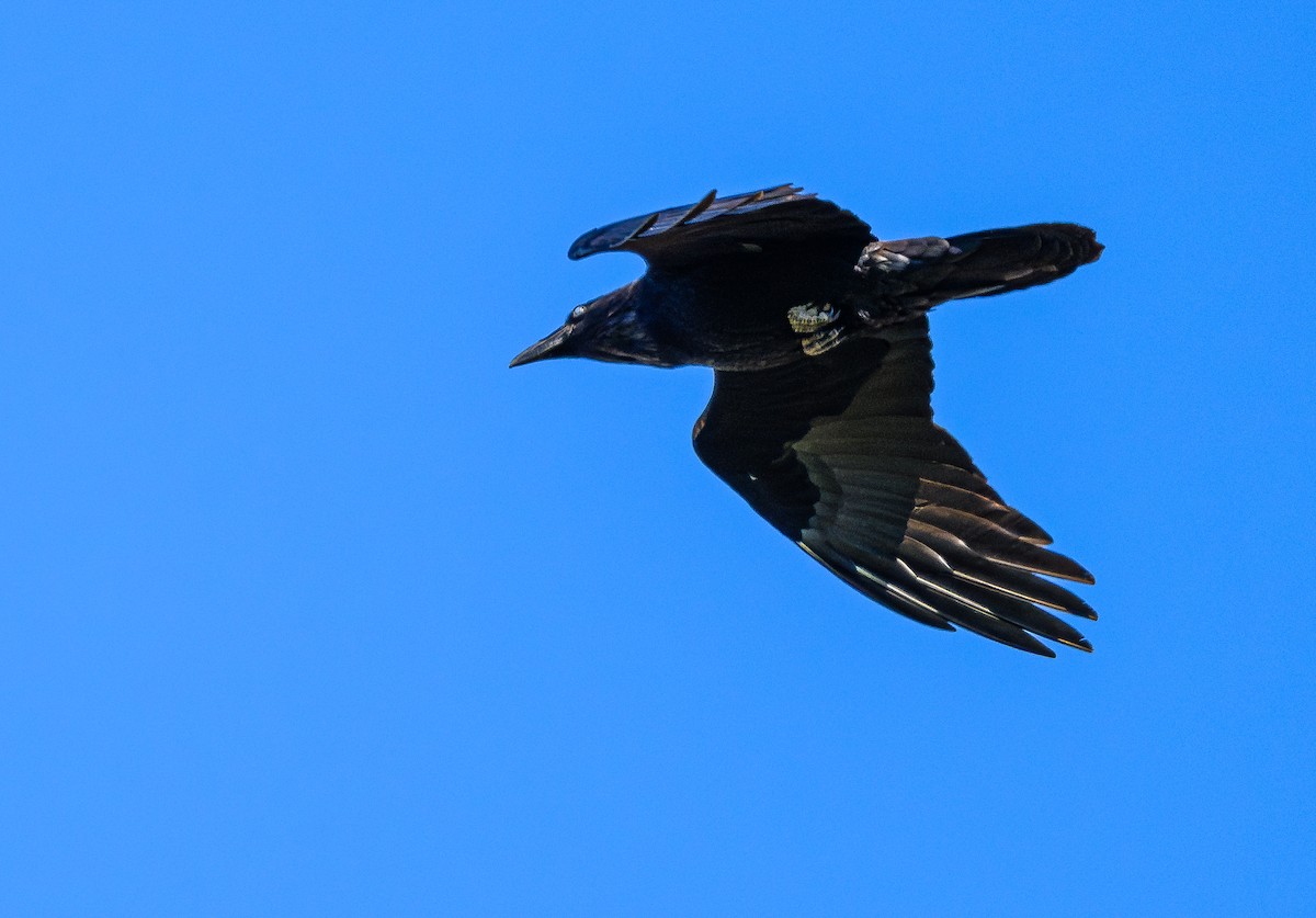 Common Raven - ML618618589