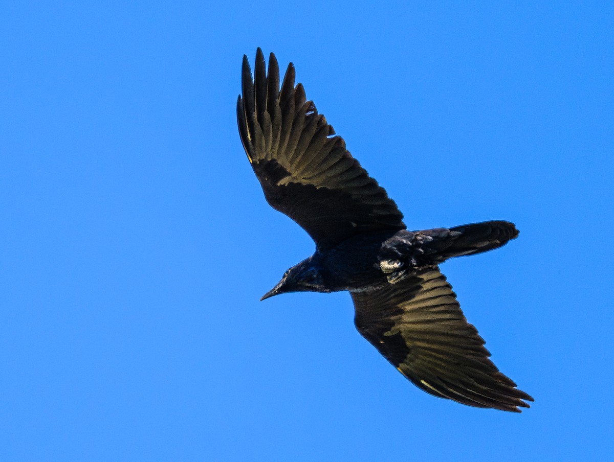 Common Raven - ML618618590