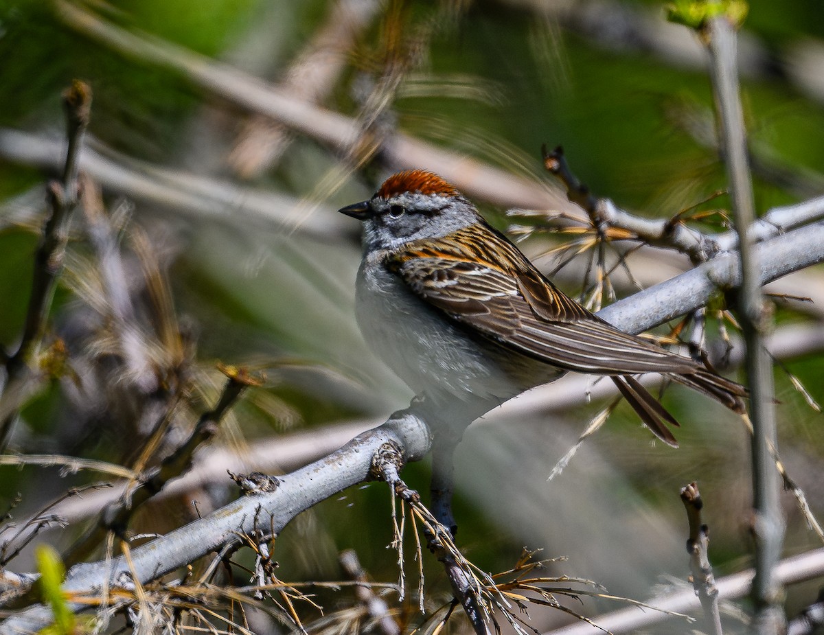 Chipping Sparrow - ML618618622