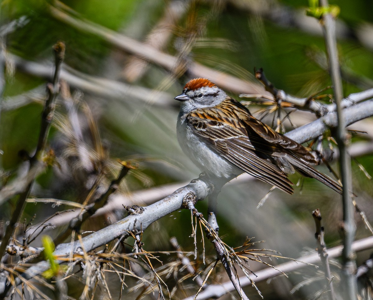 Chipping Sparrow - ML618618623