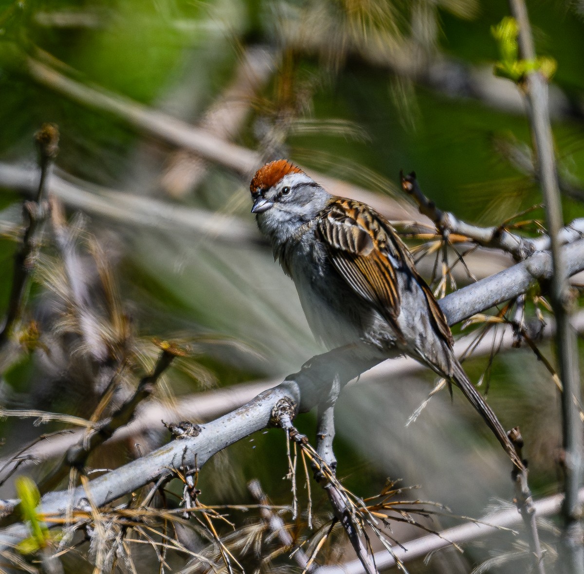 Chipping Sparrow - ML618618624