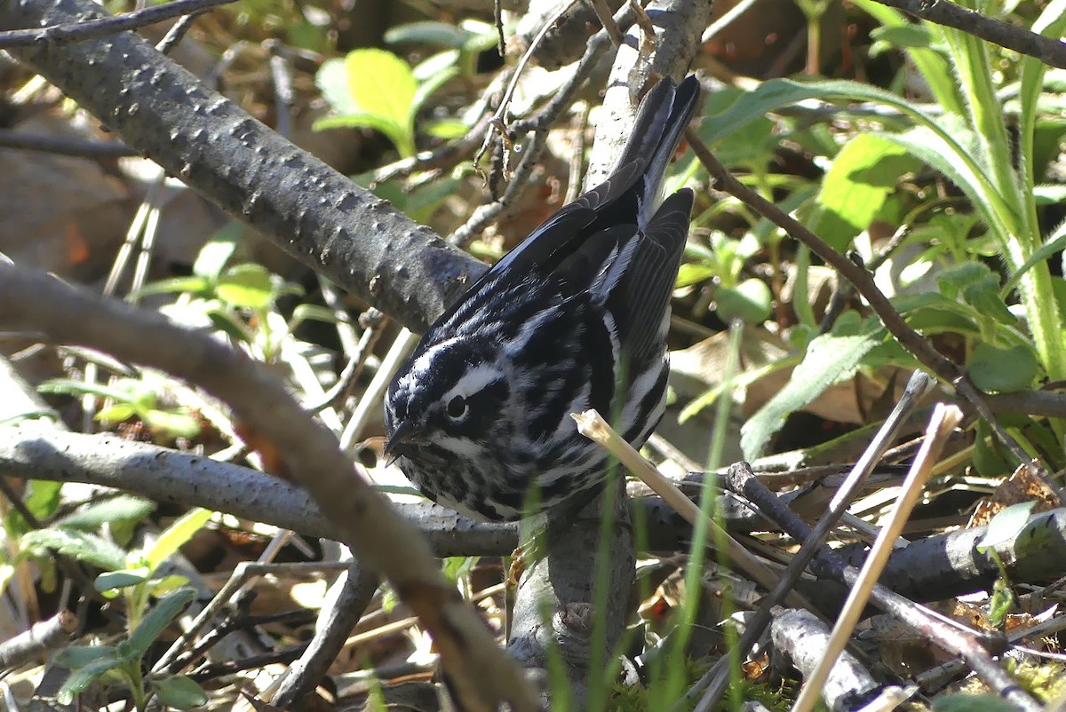 Black-and-white Warbler - ML618618649