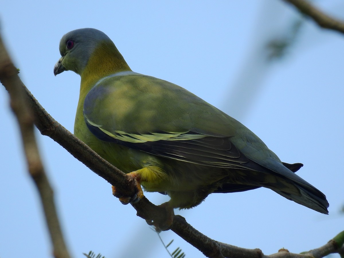 Yellow-footed Green-Pigeon - ML618618652