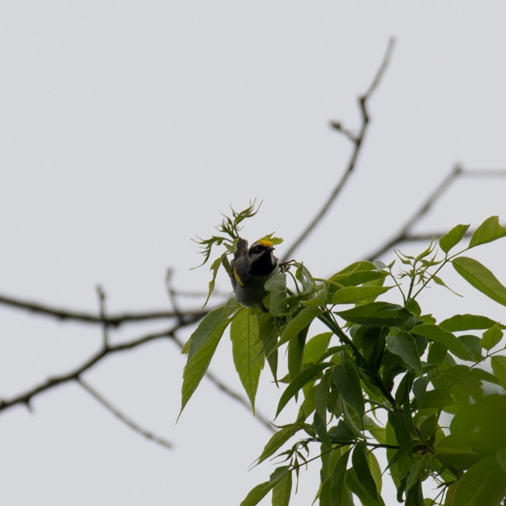 Golden-winged Warbler - ML618618694
