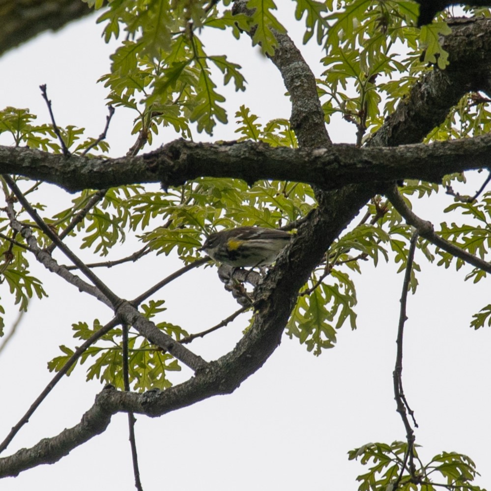 Yellow-rumped Warbler (Myrtle) - ML618618696
