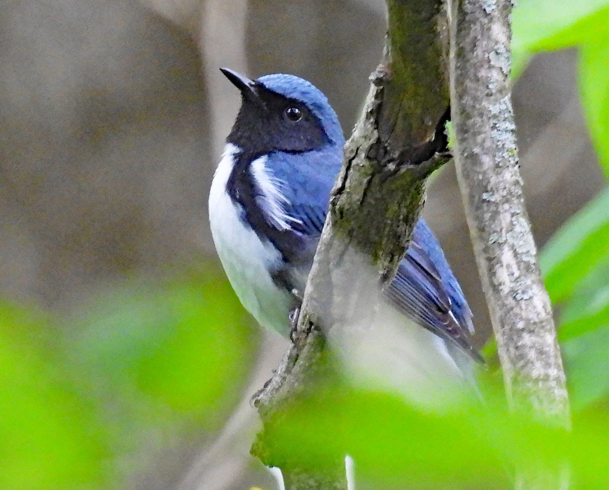 Black-throated Blue Warbler - ML618618768
