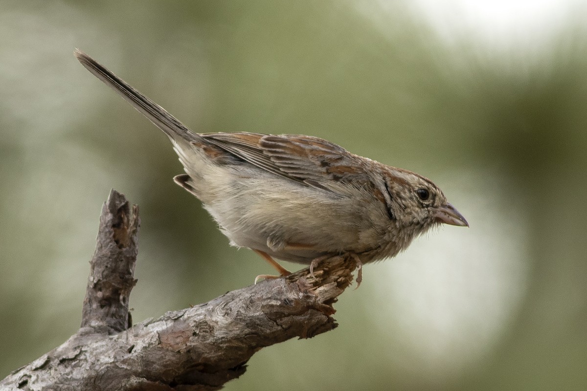 Bachman's Sparrow - ML618618783