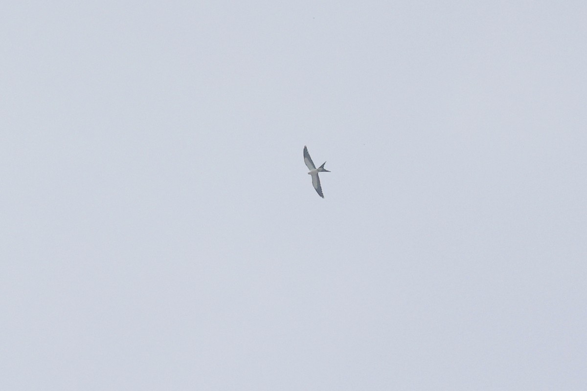 Swallow-tailed Kite - ML618618790